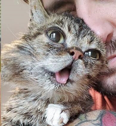 '메롱 고양이' 릴버브[인스타그램 캡처]